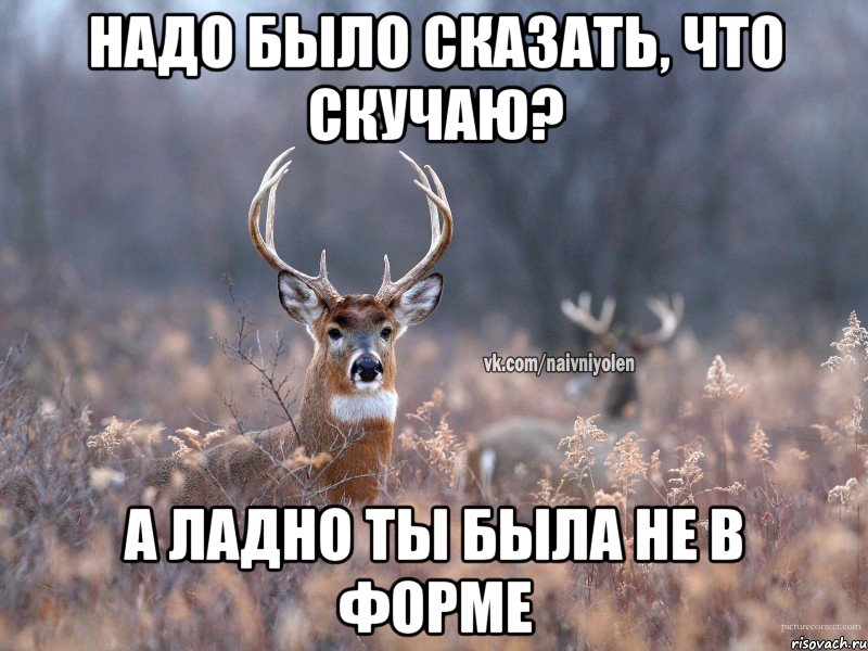 надо было сказать, что скучаю? а ладно ты была не в форме, Мем   Наивный олень