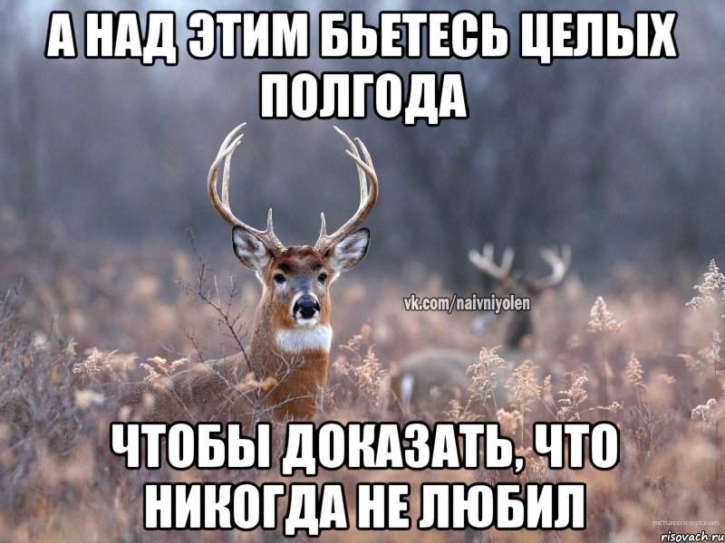 а над этим бьетесь целых полгода Чтобы доказать, что никогда не любил, Мем   Наивный олень