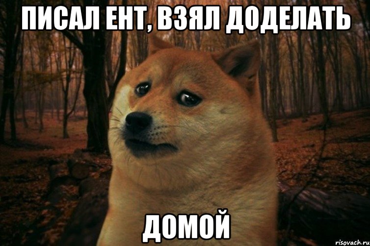 Писал ент, взял доделать Домой, Мем SAD DOGE