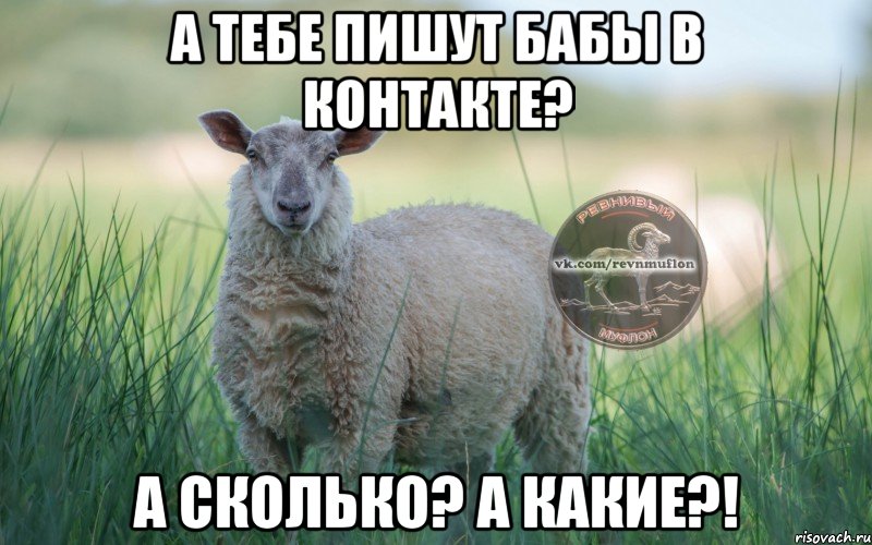 а тебе пишут бабы в контакте? а сколько? а какие?!, Мем  Создать мем Ревнивая Овечка 1