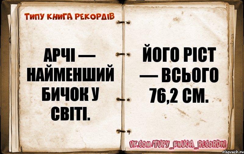 Арчі — найменший бичок у світі. Його ріст — всього 76,2 см., Комикс  Типу книга рекордв