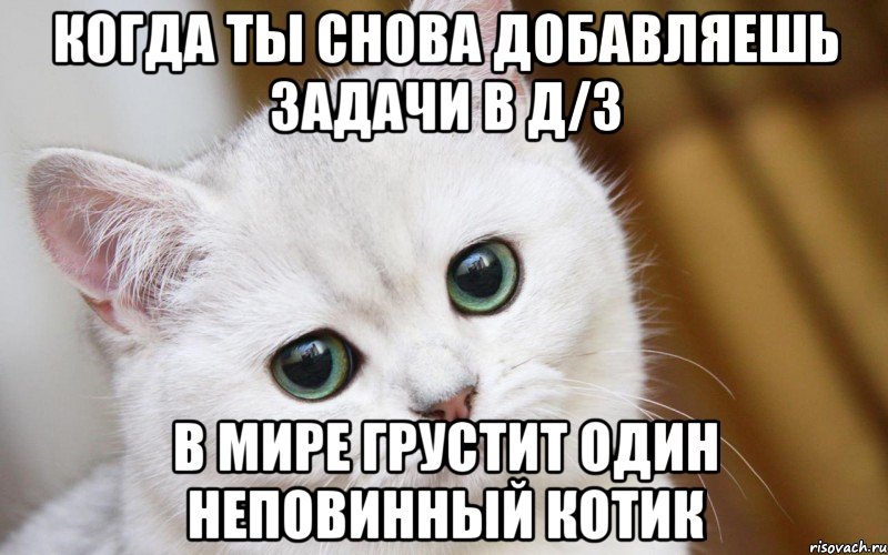 КОГДА ТЫ СНОВА ДОБАВЛЯЕШЬ ЗАДАЧИ В Д/З В МИРЕ ГРУСТИТ ОДИН НЕПОВИННЫЙ КОТИК, Мем  В мире грустит один котик