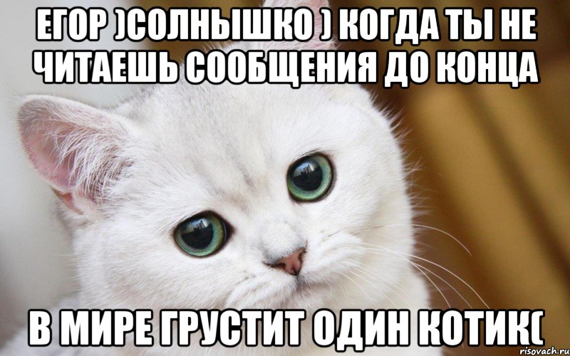 Егор )солнышко ) Когда ты не читаешь сообщения до конца в мире грустит один котик(, Мем  В мире грустит один котик