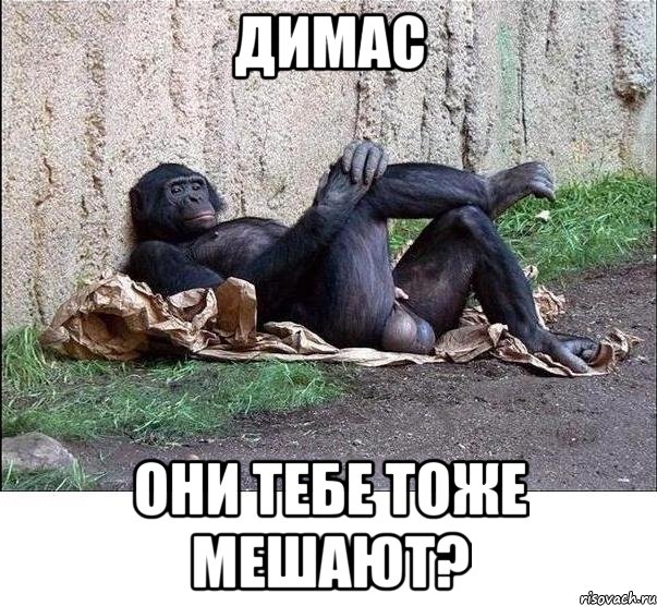 ДИМАС ОНИ ТЕБЕ ТОЖЕ МЕШАЮТ?