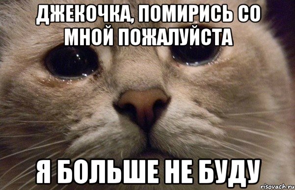 Джекочка, Помирись со мной пожалуйста Я больше не буду, Мем   В мире грустит один котик