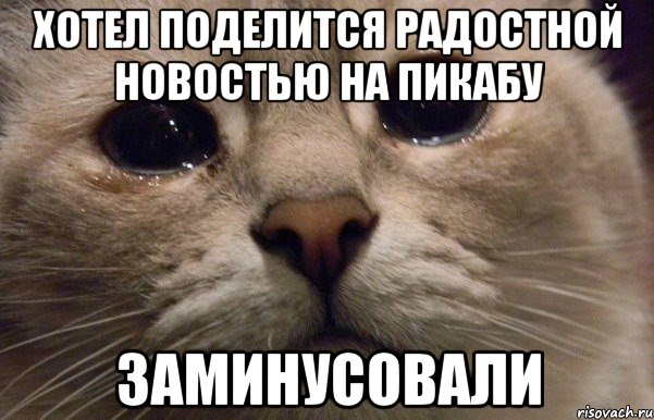 Хотел поделится радостной новостью на пикабу Заминусовали, Мем   В мире грустит один котик