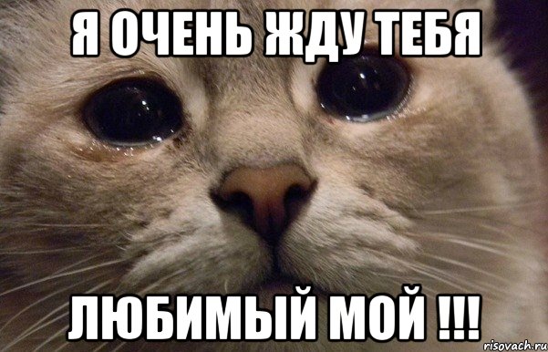 Я очень жду тебя Любимый мой !!!, Мем   В мире грустит один котик