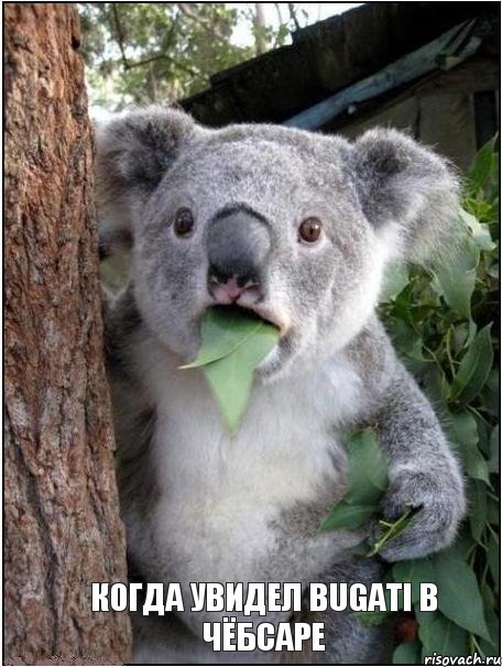 Когда увидел Bugati в чёбсаре, Комикс коала