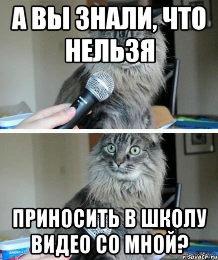 А вы знали, что нельзя приносить в школу видео со мной?, Комикс  кот с микрофоном