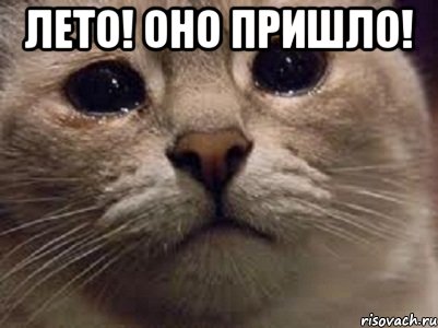 лето! оно пришло! , Мем   В мире грустит один котик