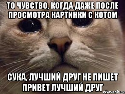 То чувство, когда даже после просмотра картинки с котом Сука, лучший друг не пишет привет лучший друг, Мем   В мире грустит один котик