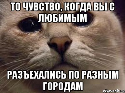 То чувство, когда вы с любимым разъехались по разным городам, Мем   В мире грустит один котик