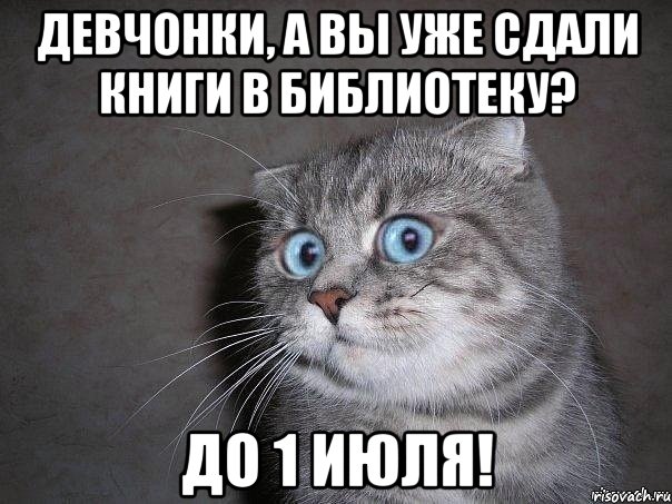 Ой не надо. Надо валить Мем. Удивлённый кот Мем Ой. Мемы на валить надо!. Мем кот Вали.