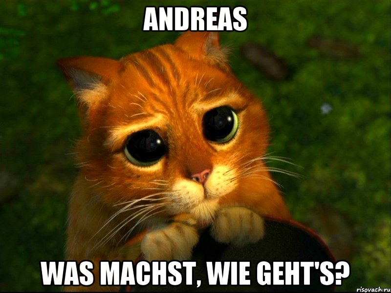 ANDREAS WAS MACHST, WIE GEHT'S?, Мем кот из шрека