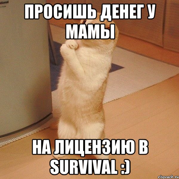 Просишь денег у мамы на лицензию в Survival :), Мем  котэ молится