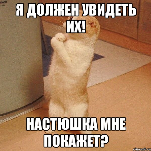 Я должен увидеть их! Настюшка мне покажет?, Мем  котэ молится