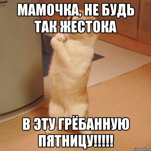 мамочка, не будь так жестока в эту грёбанную пятницу!!!!!, Мем  котэ молится