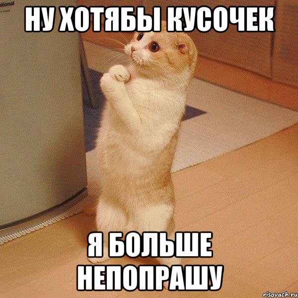 НУ ХОТЯБЫ КУСОЧЕК Я БОЛЬШЕ НЕПОПРАШУ, Мем  котэ молится