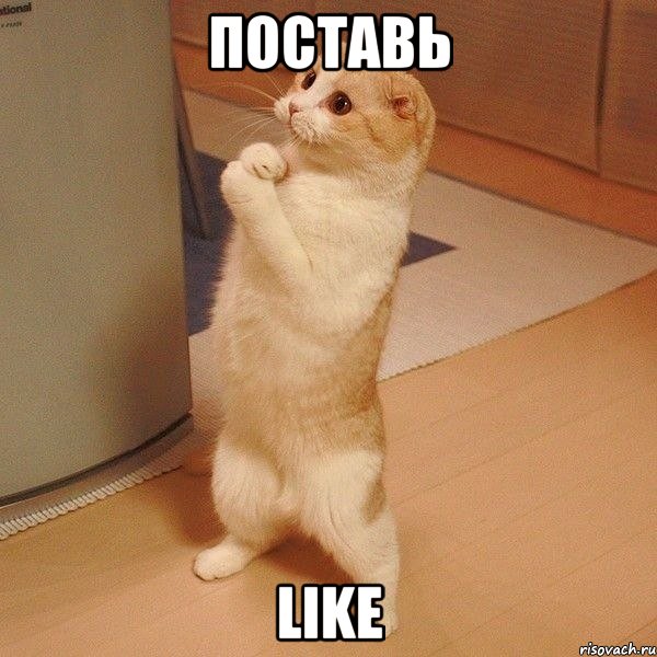 Поставь Like, Мем  котэ молится