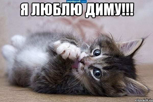 Я люблю Диму!!! , Мем  котенок