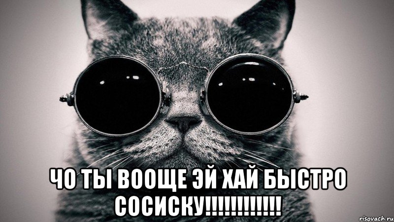  чо ты вооще эй хай быстро сосиску!!!!!!!!!!!!, Мем Котоматрица