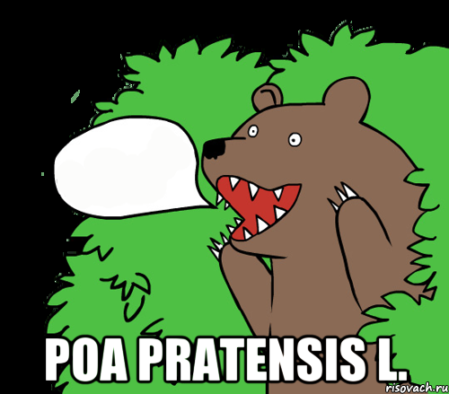  Роа pratensis L., Комикс медведь из кустов