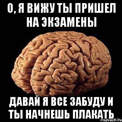 Хочу мозги. Мозг на экзамене. Мозг Мем. Мой мозг на экзамене. Мозг вышел.