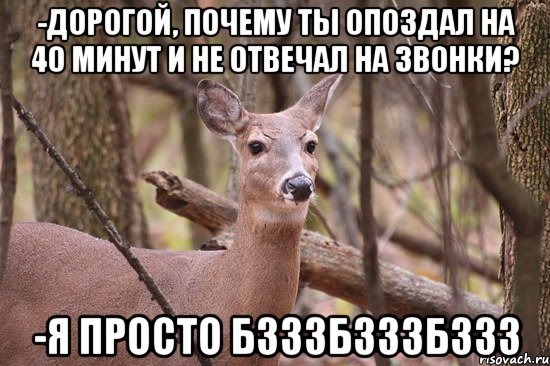 -Дорогой, почему ты опоздал на 40 минут и не отвечал на звонки? -Я просто бзззбзззбззз, Мем Наивная олениха