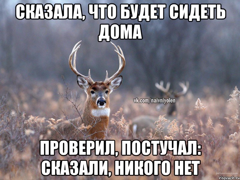 сказала, что будет сидеть дома проверил, постучал: сказали, никого нет, Мем   Наивный олень