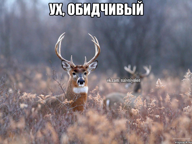 ух, обидчивый , Мем   Наивный олень