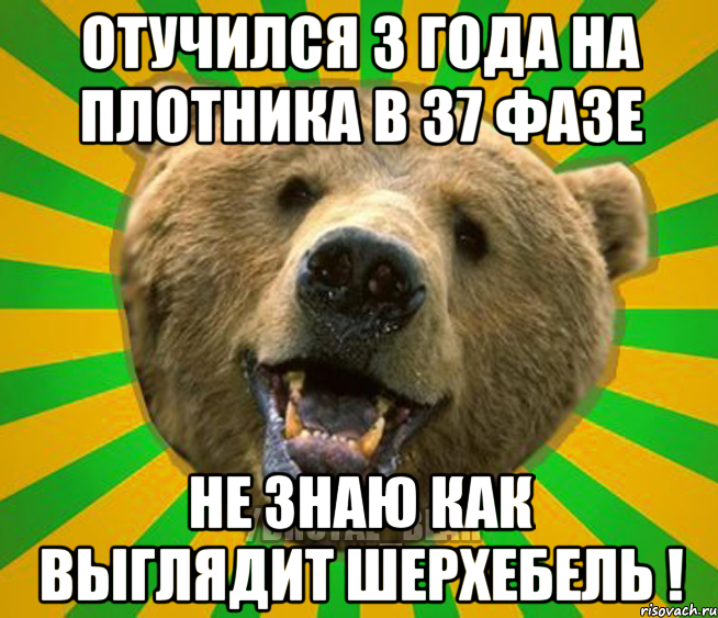 ОТУЧИЛСЯ 3 ГОДА НА ПЛОТНИКА В 37 ФАЗЕ НЕ ЗНАЮ КАК ВЫГЛЯДИТ ШЕРХЕБЕЛЬ !, Мем Нелепый медведь