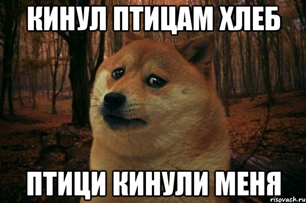 кинул птицам хлеб птици кинули меня, Мем SAD DOGE