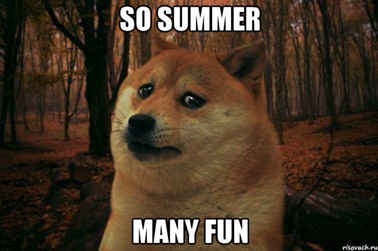 so summer many fun, Мем SAD DOGE