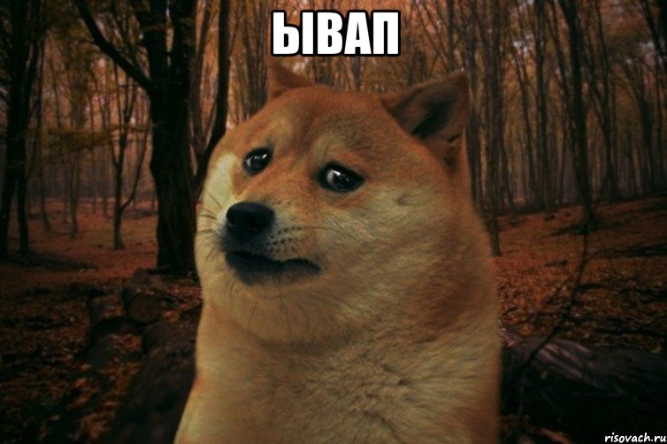 ывап , Мем SAD DOGE