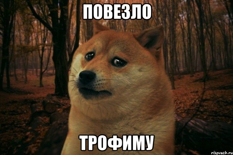 Повезло трофиму, Мем SAD DOGE