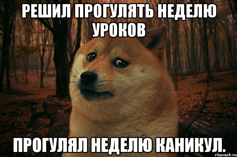 Решил прогулять неделю уроков Прогулял неделю каникул., Мем SAD DOGE