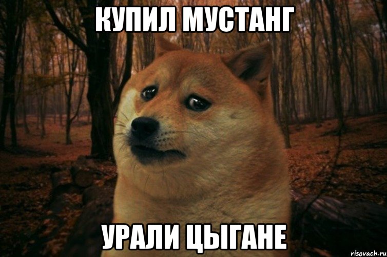 купил мустанг урали цыгане, Мем SAD DOGE