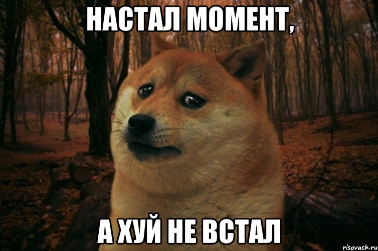 Настал момент, а хуй не встал, Мем SAD DOGE