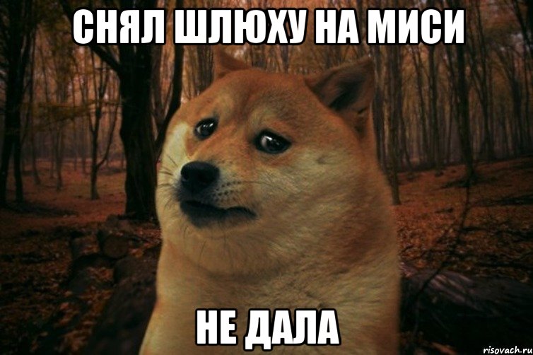 Снял шлюху на МИСИ не дала, Мем SAD DOGE