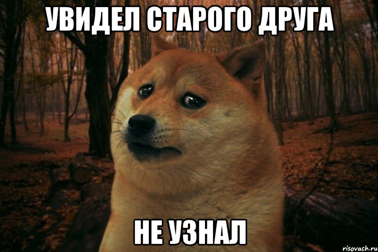 УВИДЕЛ СТАРОГО ДРУГА НЕ УЗНАЛ, Мем SAD DOGE