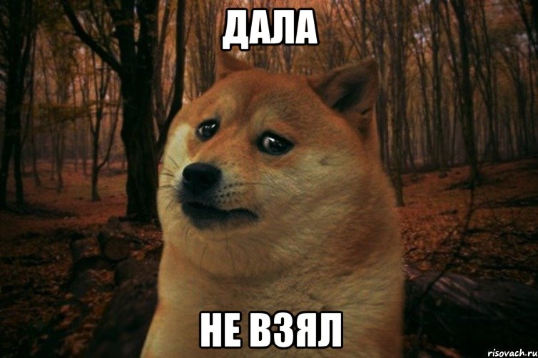 дала не взял, Мем SAD DOGE