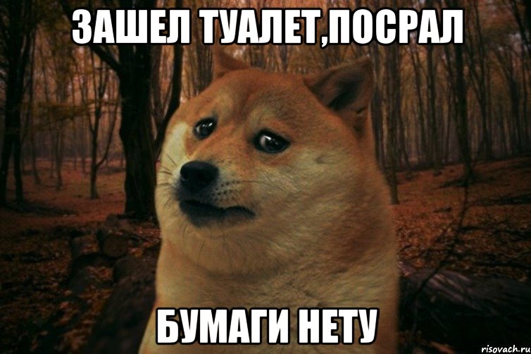 зашел туалет,посрал бумаги нету, Мем SAD DOGE