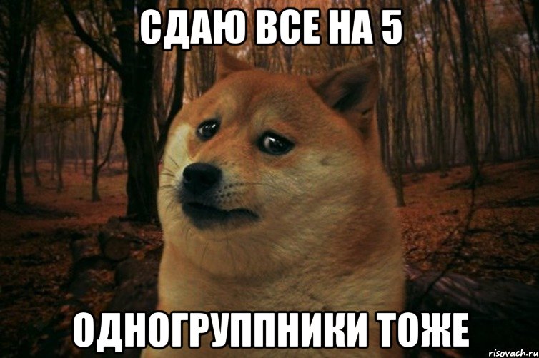 сдаю все на 5 одногруппники тоже, Мем SAD DOGE