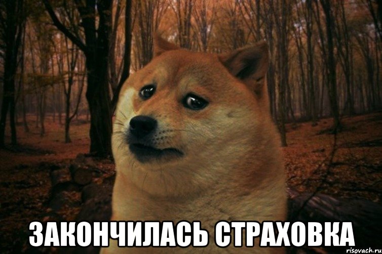  закончилась страховка, Мем SAD DOGE