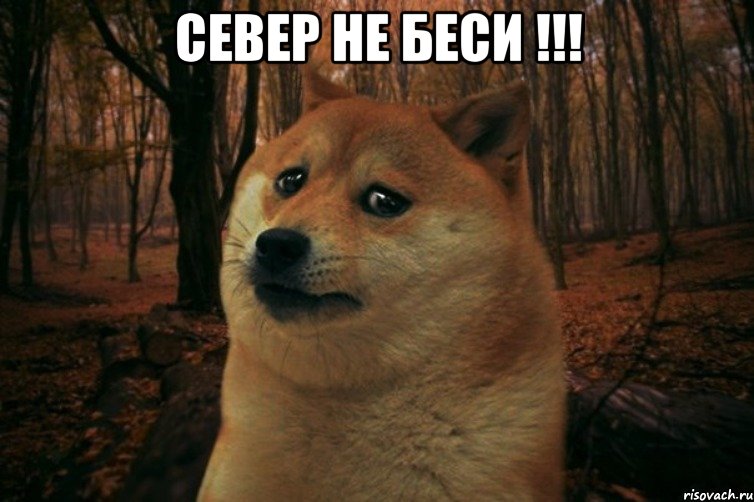 Север не беси !!! , Мем SAD DOGE