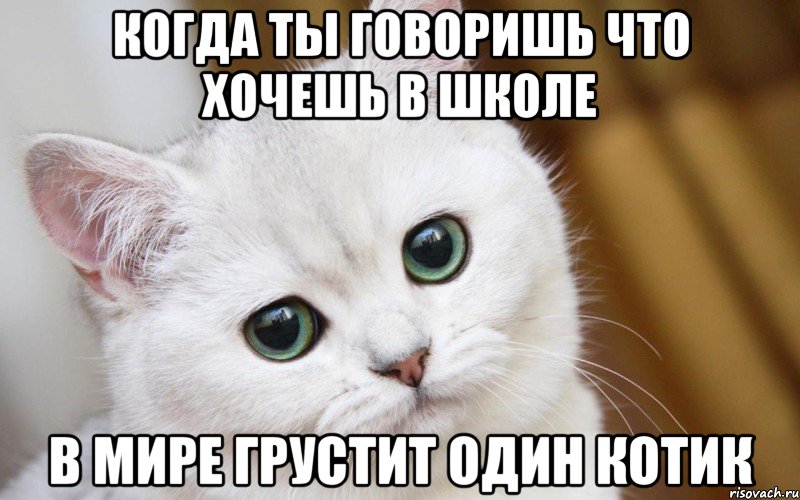 Когда ты говоришь что хочешь в школе В мире грустит один котик, Мем  В мире грустит один котик