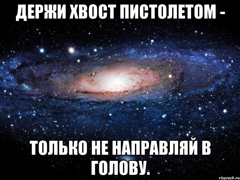 Держи хвост пистолетом картинки прикольные с надписями