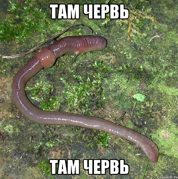 ТАМ ЧЕРВЬ там червь, Мем черв