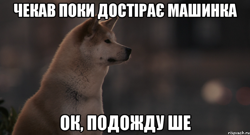 Хорошо я подожду. Хатико Мем. Режим Хатико. Хатико ждет. Хатико Ждун.