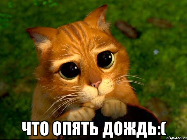  что опять дождь:(, Мем кот из шрека